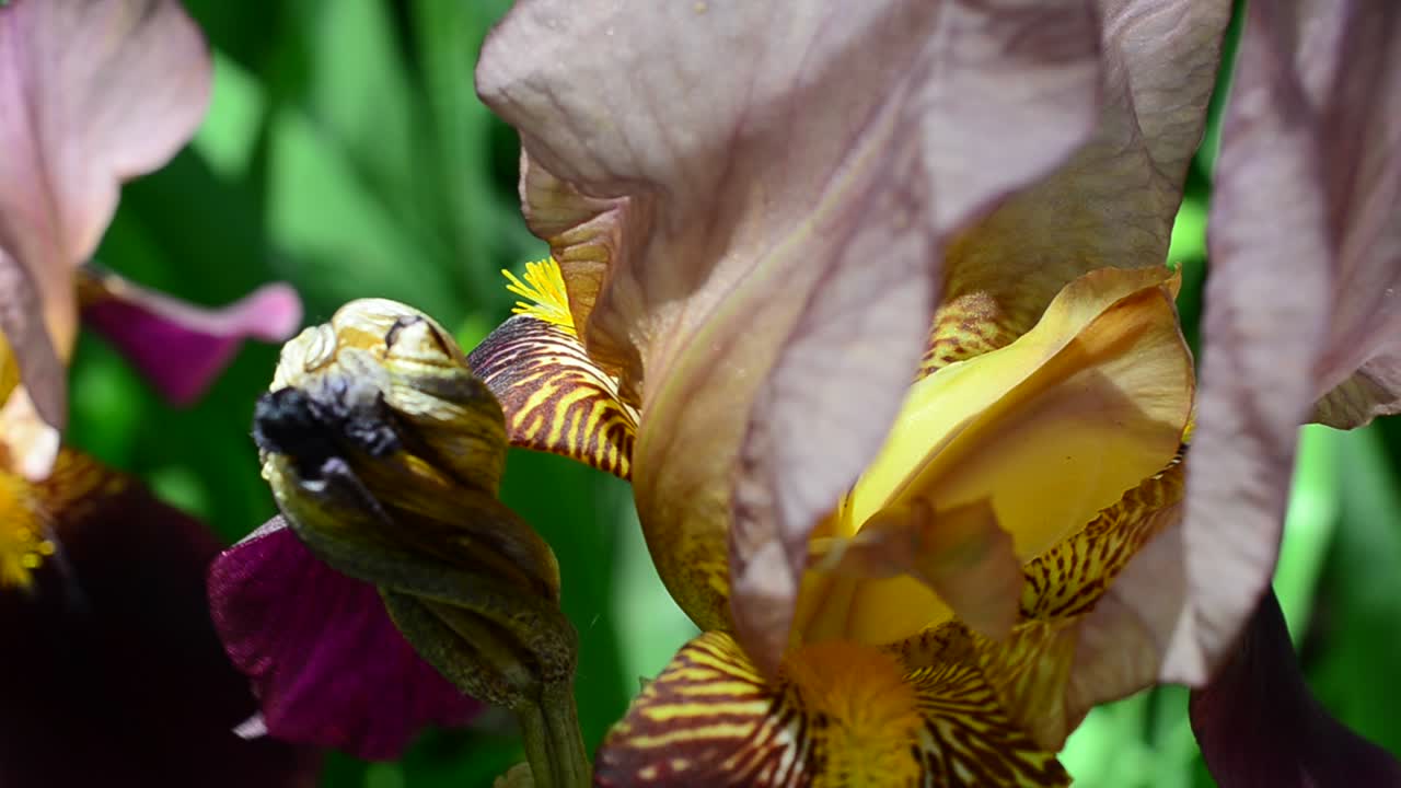 Iris flower. Spring flowers, shooting of macro