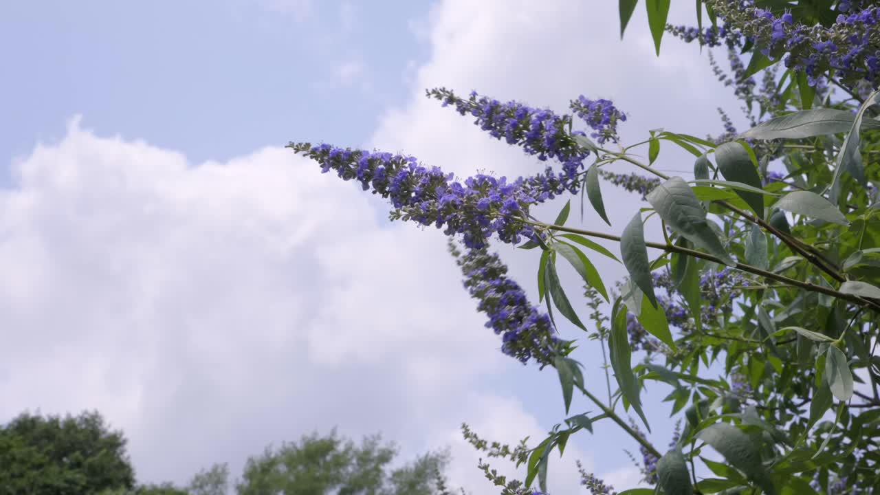 A vitex tree on a sunny cloudy day, blowing in the wind