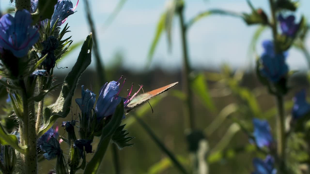 mariposa en la flor de la borraja