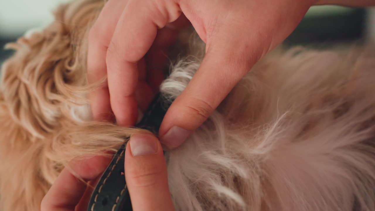 Pet Collar Fastening, Hands Meticulously Securing Pet Collar And Identification Tags Accurately, Precise Adjustment And Attachment Of Pet Collar And Tags With Attentive Care And Expertise