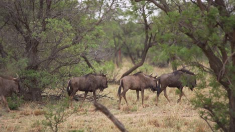 Gnus,-Die-In-Freier-Wildbahn-Im-Gras-Spazieren-Gehen