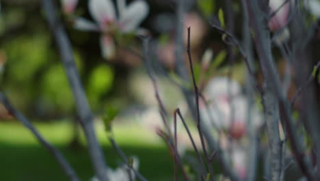 bush branches blossoming with beautiful small white flowers in closeup.