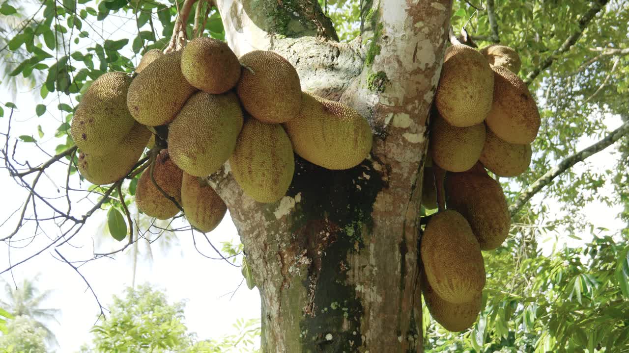 un racimo de jackfruit exótico maduro colgando alto de las ramas de los árboles frutales tropicales