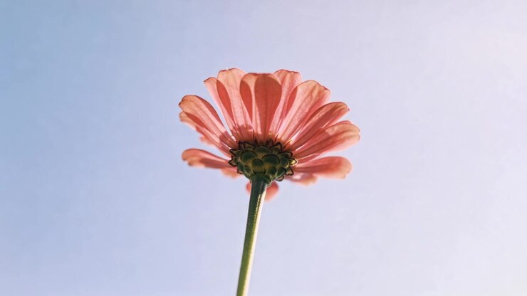 Camera moving closer revealing single pink daisy low angle over pale blue sky, revealing underside