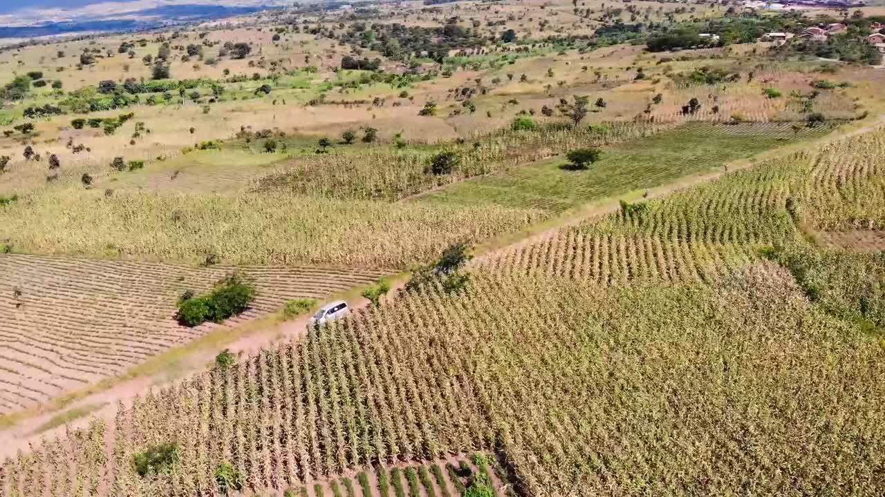 중앙 아프리카의 옥수수 밭을 통해 흙길을 달리는 두 대의 자동차