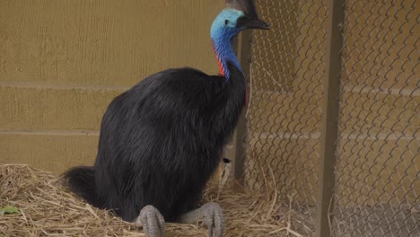 cassowary perched in its nest in a cage