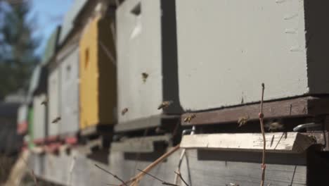 View-Of-Flying-Bees-Coming-In-And-Out-Of-Their-Hives-During-A-Sunny-Day