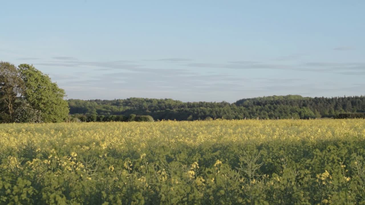 Landscape of rapeseed crop field against blue sky wide tilting shot