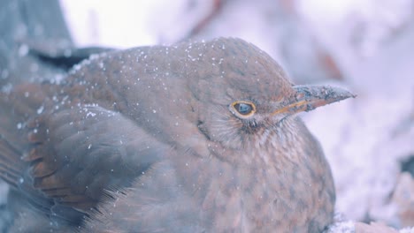 female eurasian blackbird blinks transparent eyelid, close up slow motion with snow falling