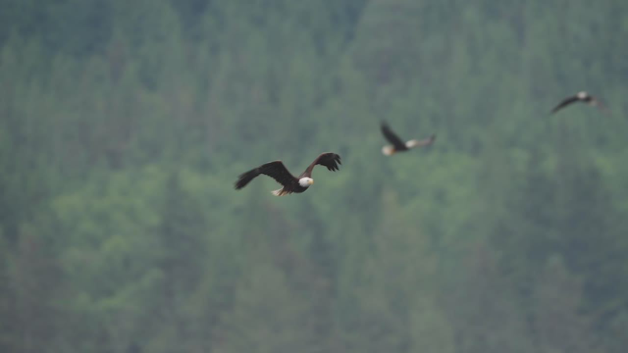 An eagle flying in slow motion looking for food over the ocean in Canada