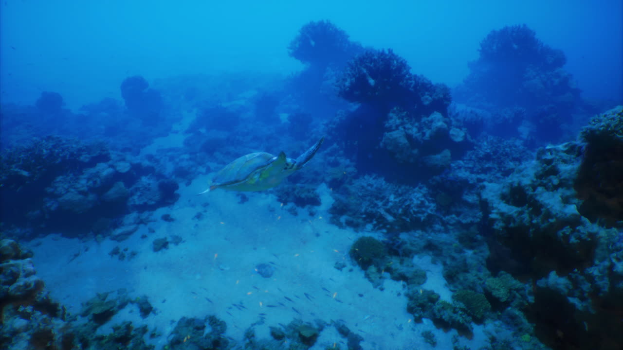 Underwater turtle swimming gracefully near coral reef in clear blue ocean