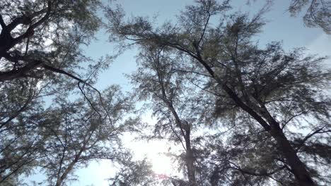 Landscape-view-up-to-the-sky-with-view-of-sea-pine-tree-while-walking-through-it-in-the-park-near-the-beach,-Phuket,-Thailand-in-4k-UHD-video