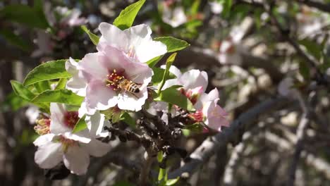 bee in flower fly