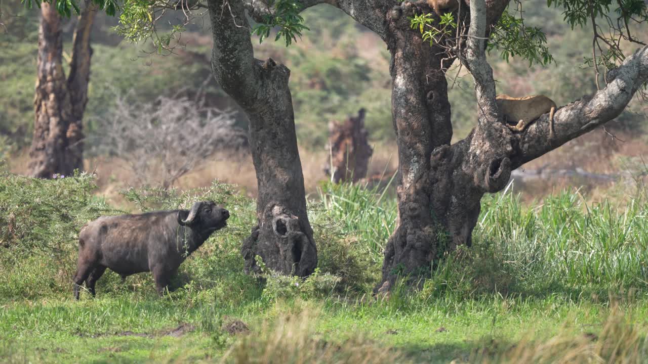 Buffalo walks past lion in tree 2of2.mp4