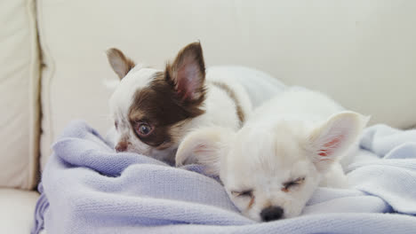 Two-sleepy-puppy-lying-on-towel-on-sofa-at-home-4K-4k