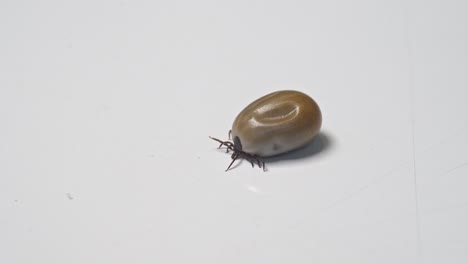 adult tick swollen with blood slowly craws across white surface