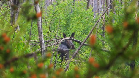 A-startled-moose-looking-backwards-standing-motionless-on-a-breezy-day-hidden-by-thick-brush-and-forest-trees-at-Kirkland-Lake,-Canada
