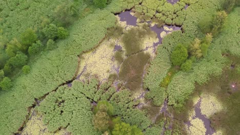 top-down drone shot of niemodlin fish ponds