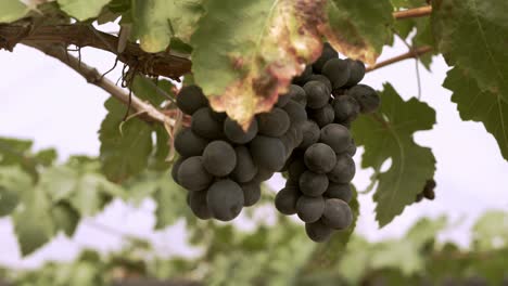 viñedo de uva orgánica con muchos racimos de uvas para la cosecha