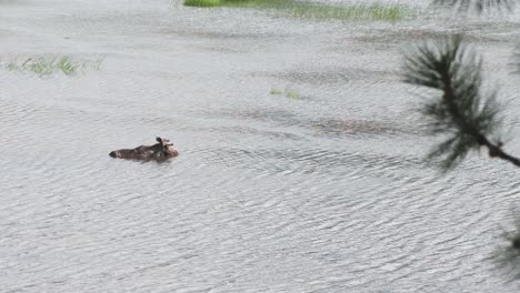 alce toro refrescándose y comiendo plantas de agua en el río en un caluroso día de verano