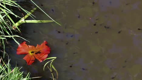 common toad tadpole, bufo bufo, swimming at edge of pond in spring. england. uk