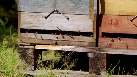 closeup from honey bees flying into the beehive