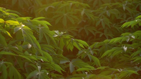 Cámara-Lenta---Luz-Del-Sol-Golpeando-Las-Hojas-De-Las-Plantas-De-Mandioca-En-Las-Tierras-De-Cultivo