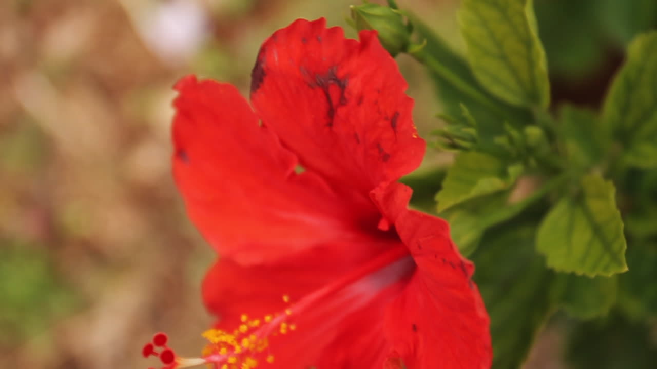 ondas de flor de havaí vermelho de hibisco no vento ao lado de galhos de árvores