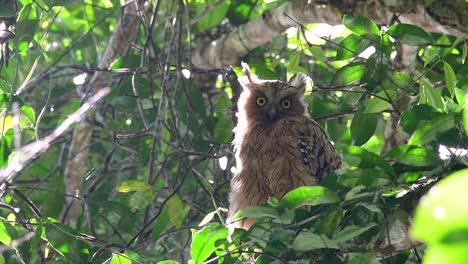 The-Buffy-Fish-Owl-is-a-big-owl-and-yet-the-smallest-among-the-four-Fish-Owls