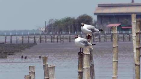 dos gaviotas de cabeza negra están posadas en postes de bambú, mientras una gaviota voló en el marco y se posó en un poste en la zona costera de bangphu, en samut prakan en tailandia