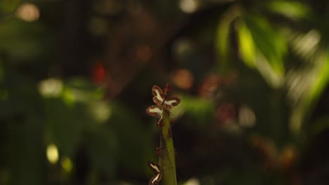 a fresh jungle shoot draws ants and butterflies to its sweet sap on a peru rainforest morning.