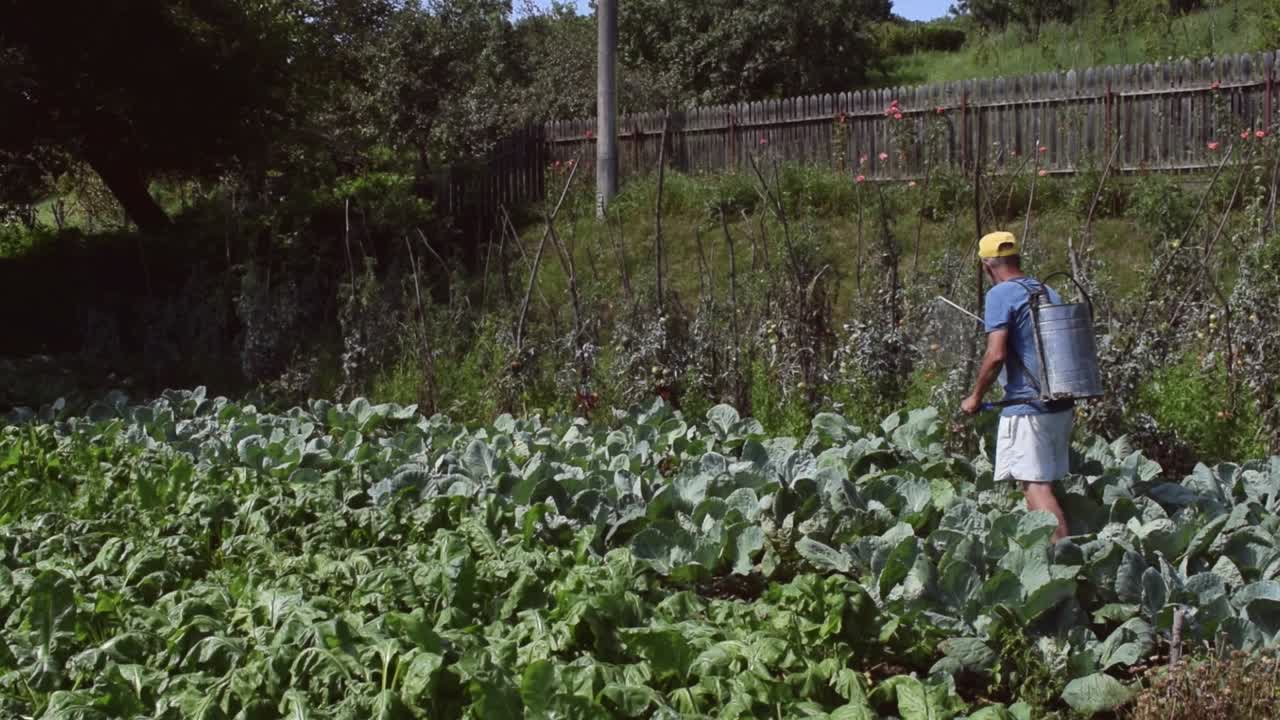 hombre rociando solución sobre cultivos en el campo usando una bomba mecánica tradicional