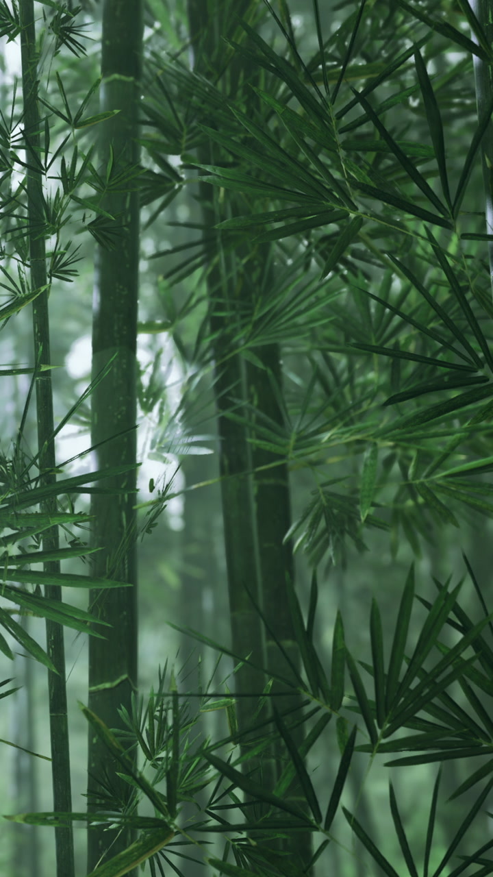 Lush green bamboo forest with mist highlighting natures tranquility
