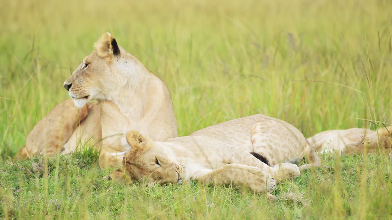 langzame beweging van de trots van leeuwen in lang savanne gras, afrikaanse wilde dieren safari dier in maasai mara national reserve in kenia, afrika, portret van twee vrouwelijke leeuwen close-up in savanne gras