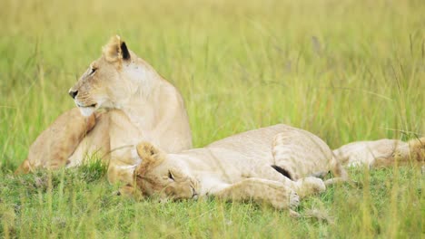 slow motion of pride of lions in long savanna grass, african wildlife safari animal in maasai mara national reserve in kenya, africa, portrait of two female lioness close up in savannah grasses