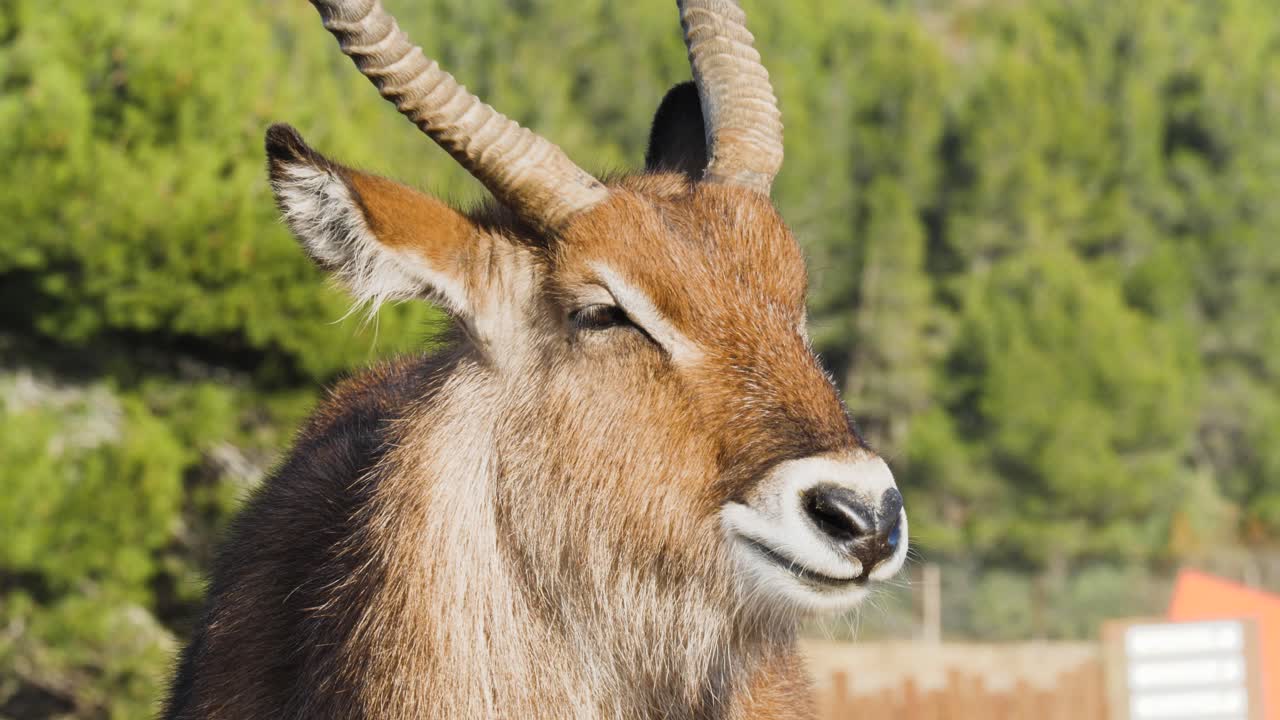 나일 레크베 또는 그레이 부인 레크베는 멸종 위기에 처한 영양 종입니다.