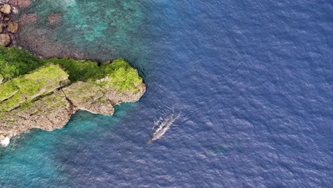 humpback whales and calf cruising around vavau island shore, whale season in tonga