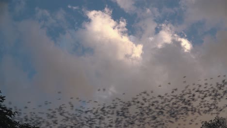 medium exterior shot of thousand of bats flying in line