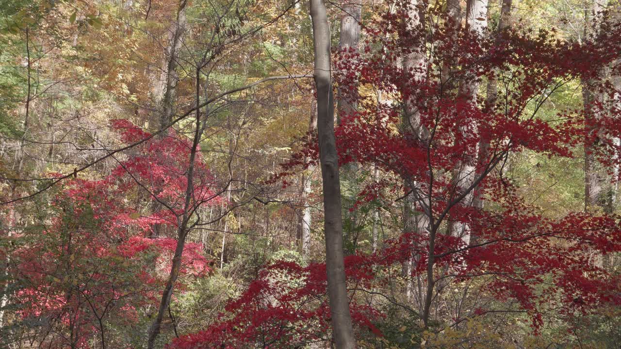 가을의 위사히콘 크릭을 따라 있는 나무들