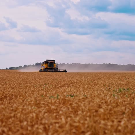 modern combine harvester collects wheat. view of agricultural wheat field during harvest time