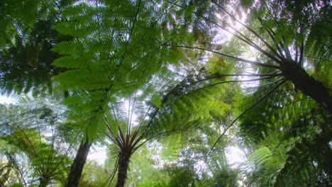 sunlight filtering through a lush green forest canopy of ferns