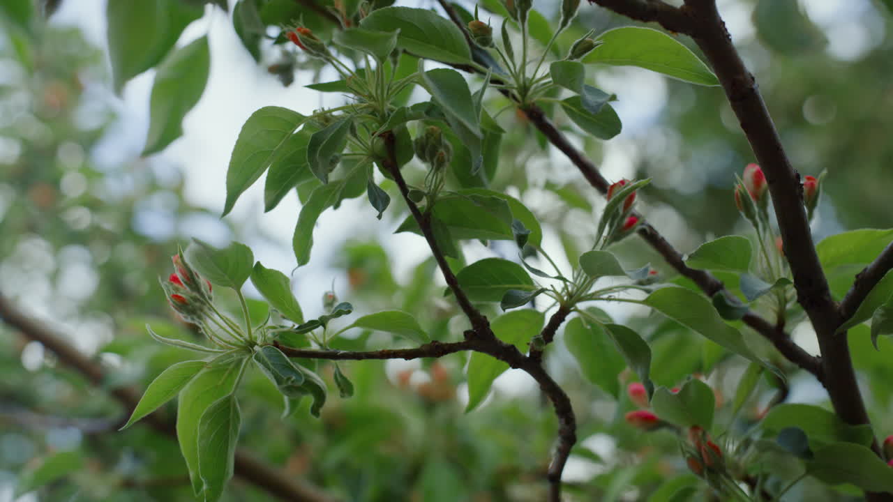 las flores rojas de los árboles florecen entre las hojas verdes frescas. las flores en las ramas florecen.