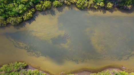 flamingo flock in middle of muddy pond of mangroves, cloud shadow passes over, aerial