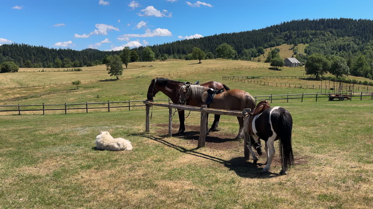 Samoyed dog sitting with 2 horses and a pony in a farm field with forest in the background. sunny day, wide shot