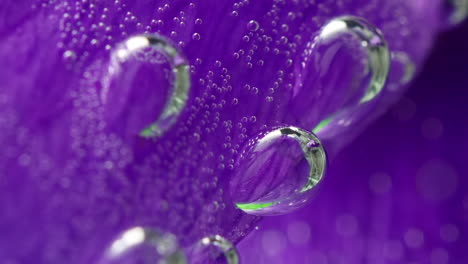 pétalo de flor púrpura con burbujas