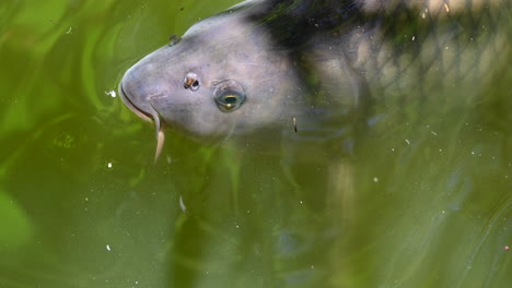 Zoologischer-Park-In-Frankreich:-Karpfen-Atmet-An-Der-Oberfläche-Eines-Opalen,-Trüben-Wassers