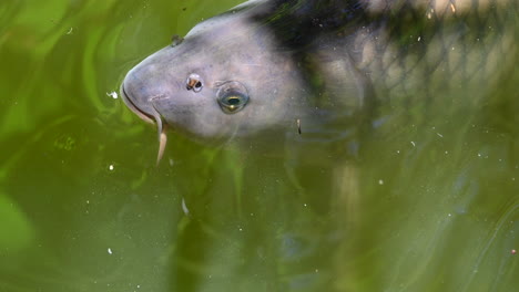 parque zoológico en francia: la carpa está respirando en la superficie de un agua opalina y turbia