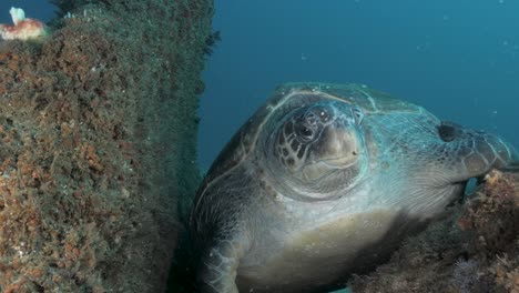 A large sleepy turtle finds a resting spot to sleep in between to underwater rocks deep on the ocean floor