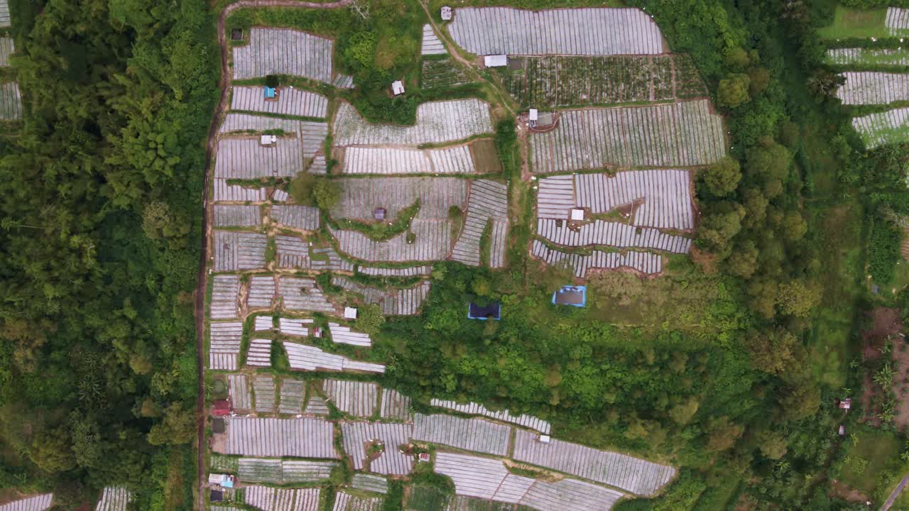 인도네시아 발리의 농경지에서 논을 공중으로 내리다