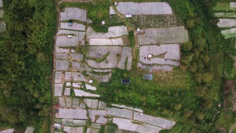 aerial topdown of rice paddies in agricultural farm fields in bali, indonesia